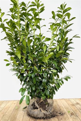 Kirschlorbeer Prunus laurocerasus Novita 120-140 cm immergrün winterhart