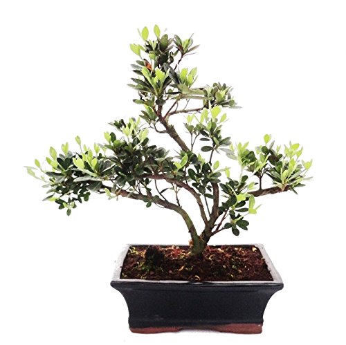 Bonsai Rhododendron simsii Azalea 20cm pot Outdoor Bonsai
