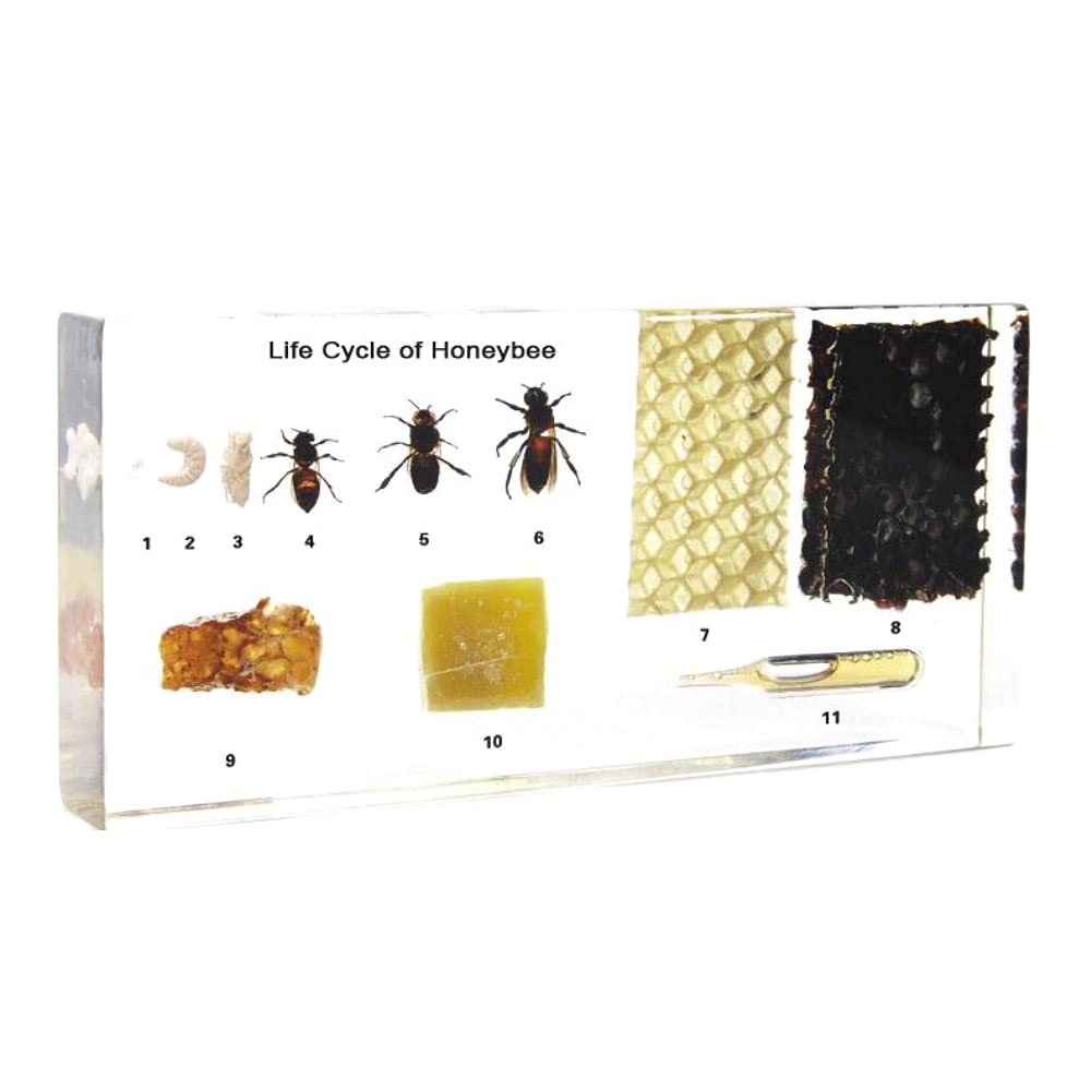Chestnut-YX Life Cycle of Honeybee Specimen Animal Taxidermy Desk Paperweight 140x64x18mm