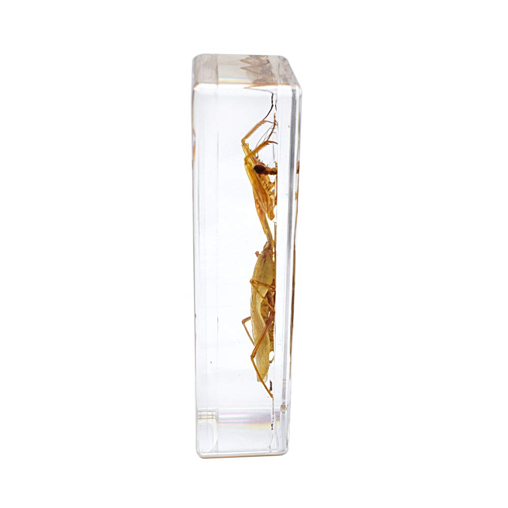 Mantide In Resina 110x43 Mm – Esemplare Tassidermizzato Reale Per Studio Biologico E Decorazione Scientifica