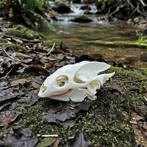 Image of Taxidermy Real Animals Skull Decor - Model Animals Bones Specimen,Taxidermy Supplies for Science Education,Collection (Turtle)