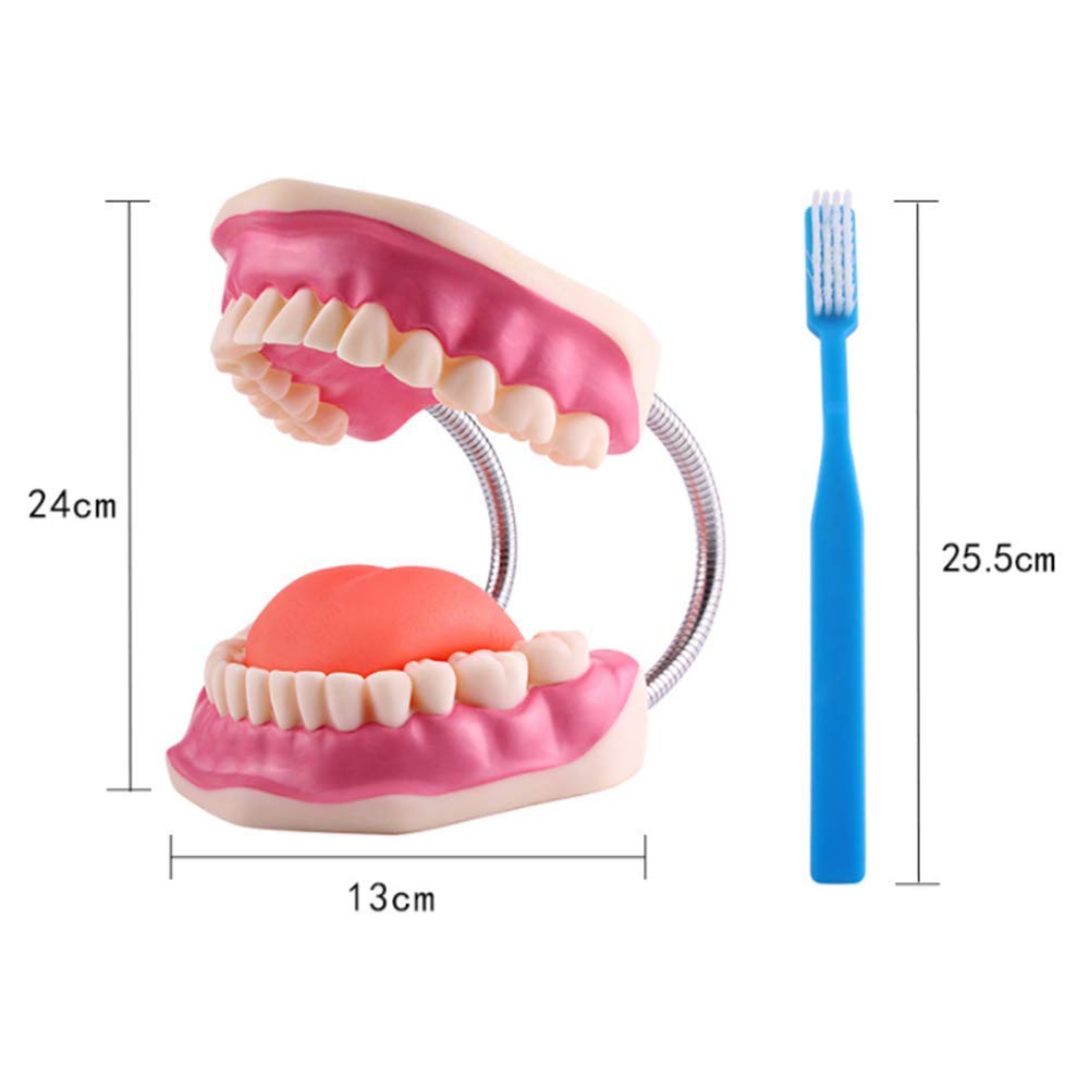 Modello di Denti Template Oral Cura Dental Modello Dental Bambini Studio di educazione Dentale e Forniture per la spazzolatura Dimostrazione Standard per la Salute Orale Adulta