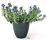 POWERS TO FLOWERS