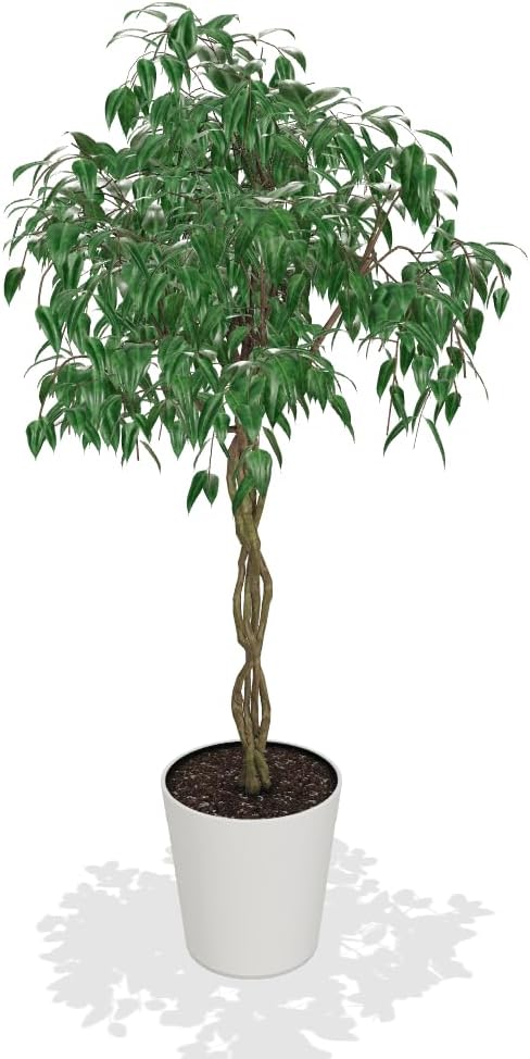 Brighter Blooms - Braided Benjamina Ficus Tree, 3-4 ft. - No Shipping to AK, AZ, HI, OR
