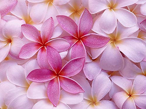 Mixed Hawaiian Plumeria Frangipani Cuttings Red White Yellow Pink 8"-10" Long (Pink) #TOP16