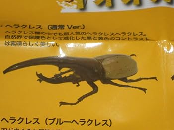 ヘラクレス3亜種 バリエーションセット 楽天市場】【DDA】大型血統 G ヘラクレス3亜種 バリエーションセット 楽天市場】【DDA】大型血統 G