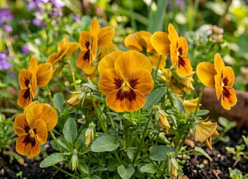 Pansy Viola Swiss Giant Seeds for Planting, Choose Your Color,