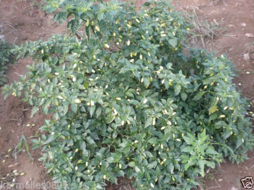 1000 White Habanero Pepper SeedsWHOLESALE