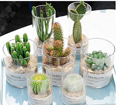 40+ Opuntia Stricta Cactus Mix Seeds Finest Mixed Succulent Flower #TOP4