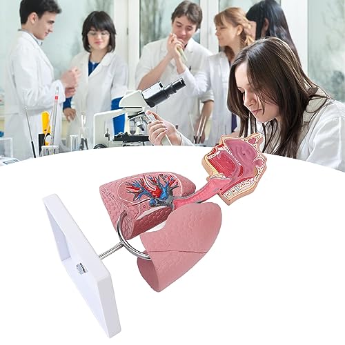 Image of Respiratory System Model with Removable Heart, High Simulation Human Lung Anatomical Display, Teaching Tool for Students Study, Widely Used in Medicine and Biology