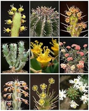 Euphorbia Variety Mix TJ Exotic Succulent Rare Cactus Plant Seed Cacti 20 Seeds , Succulent, Cactus