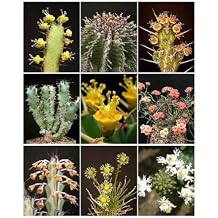 Euphorbia Variety Mix TJ Exotic Succulent Rare Cactus Plant Seed Cacti 20 Seeds , Succulent, Cactus