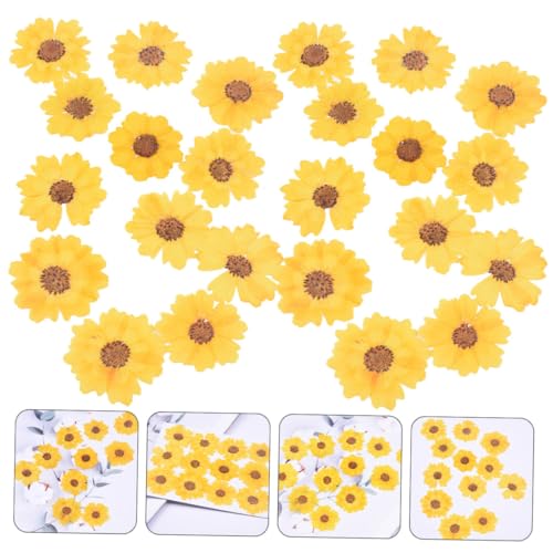 Flores secas margaritas para manualidades 48 unidades miniatura 3