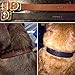 Handmade Personalized Bridle Leather Dog Collar, Engraved Pet Name, Brass/Gold Tone Hardware (Black)