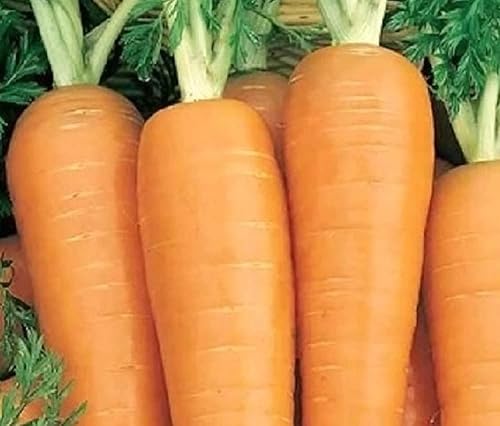 750 semillas de zanahoria Danvers para plantar semillas de herencia sin OMG semillas de jardín de vegetales frescos