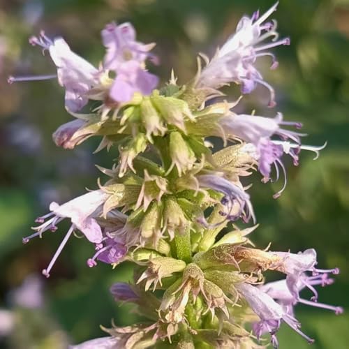 duftnesselsamen, bodendecker winterhart mehrjährig duftnessel herbstblumen, wildkräuter deko wohnzimmer blumenwiese gartendeko 400pcs