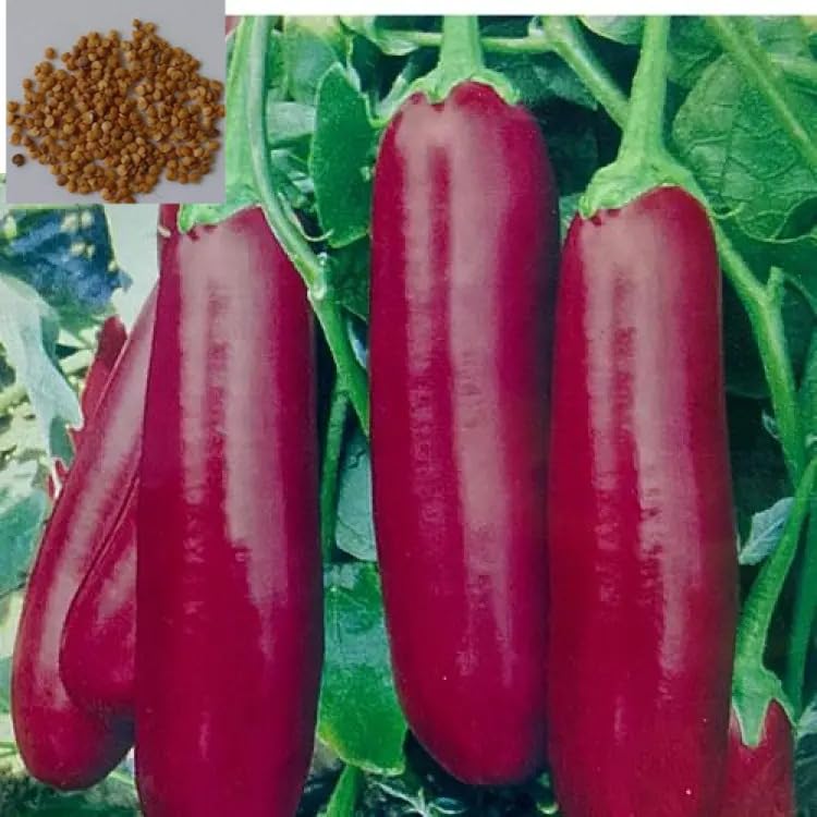 See full amazon price history chart for ONLINE PLANT BAZAR Pink Long F1 Hybrid Brinjal Vegetable Seeds (Pack Of-100 Plus Seeds) ONLINE PLANT BAZAR Pink Long F1 Hybrid Brinjal Vegetable Seeds (Pack Of-100 Plus Seeds) (B0CG3QJ1YL) Amazon Price History, Amazon Price Tracker