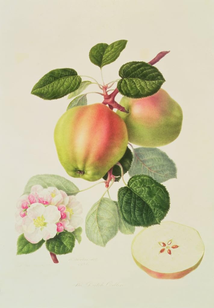 Affiche le Codlin hollandais de William Hooker, impression sur toile portrait pour décoration, 60x90