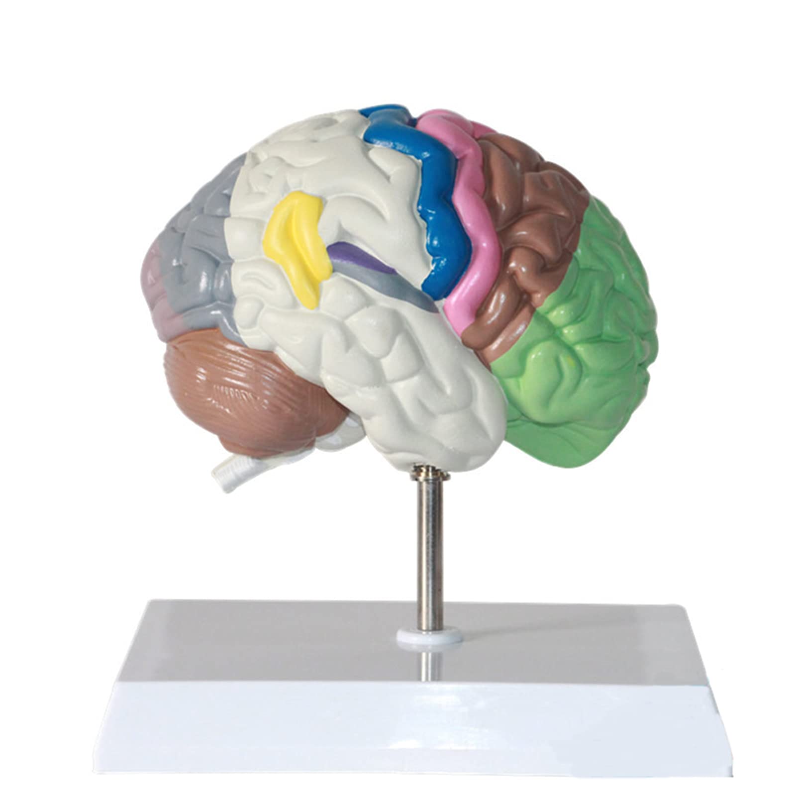 Human Body Half Brain Model, Human Body Anatomy Replica Of Normal Brain, Brain Model for Neuroscience, Anatomical Brain Model for Doctors Office Educational Tool, with Base