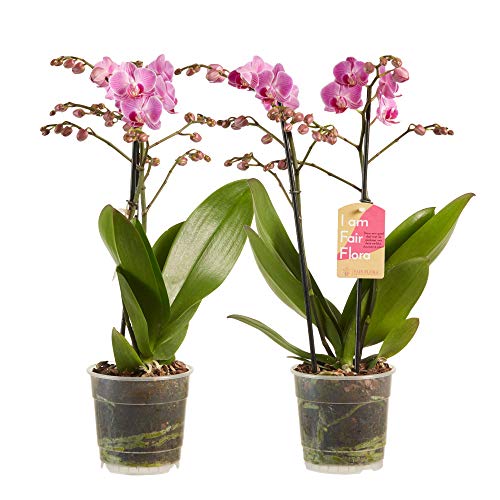 Choice of Green - Phalaenopsis multiflora Pink - Set of 2 - Butterfly Orchid - Live Indoor Plant in Growerspot Diameter 12 cm - Height 50 cm - Quality from Holland - Fresh from The Grower
