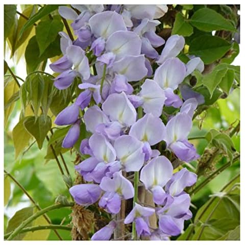 WISTERIA SINENSIS-A Stunning Variety of Wisteria & Great Plant & Flower Gift to Send Cover