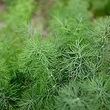Clovers Garden Fernleaf Dill Herb Plants – Two (2) Live Plants – Non-GMO - Not Seeds - Each 4' to 8' Tall – in 4' Inch Pots - Fast Growing, Pollinator Friendly