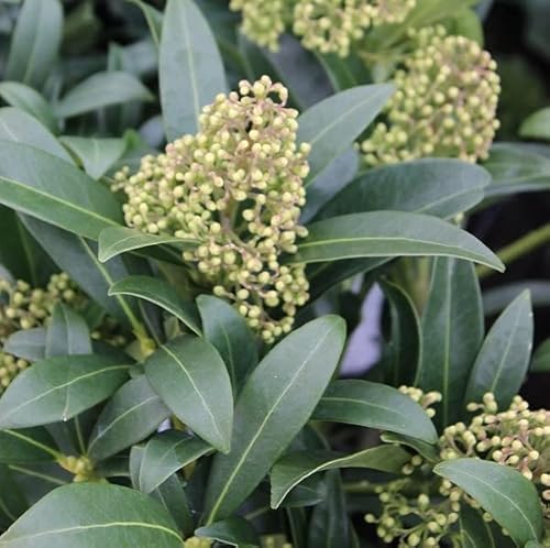 Skimmia - Skimmia japonica 'Kew White' -