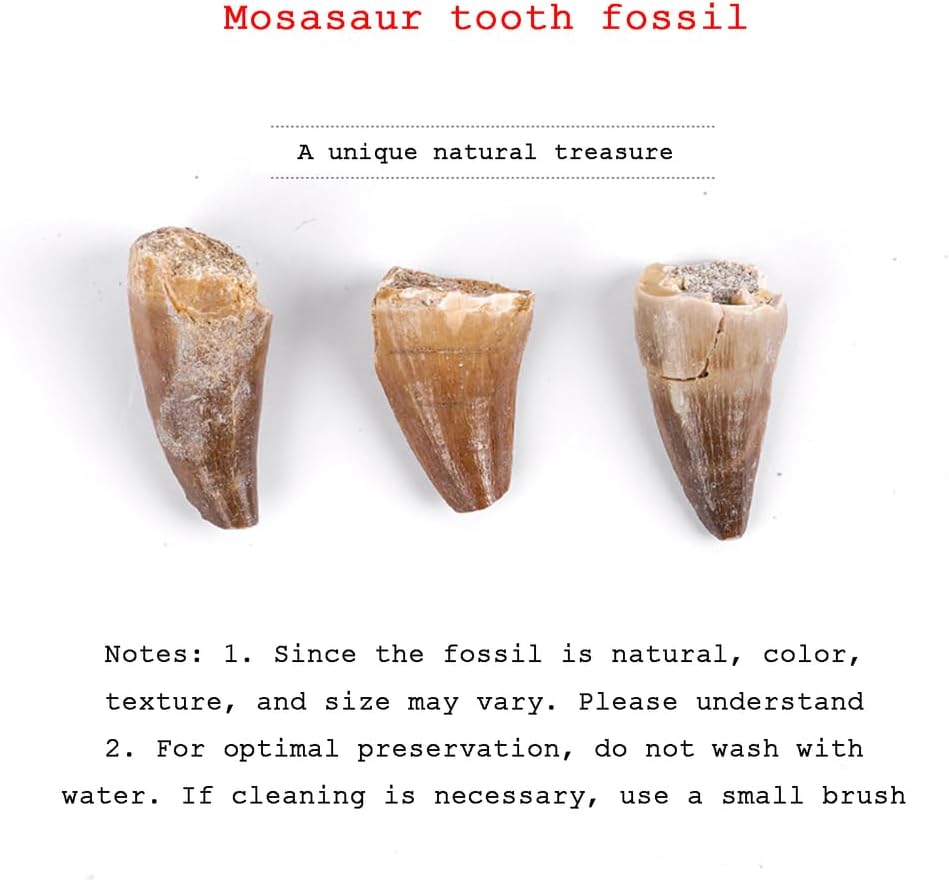 Prehistoric Mosasaur Tooth Fossils (10 Pack) Natural Marine Fossil Teethn Rough Stone Science Arts Decor for Collections,10 pcs