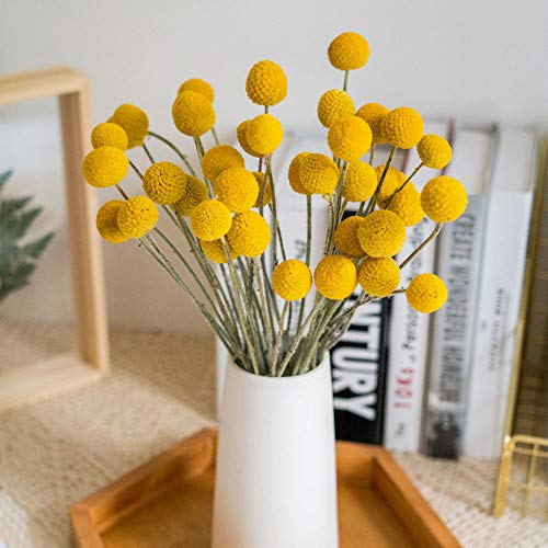 Tooget Natural Craspedia Dried Flowers Yellow Billy Buttons Balls Bouquet Bundles, Real Freshly Harvested Dry Plant Bunch Arrangements Decorate For Home Crafts, Party, Wedding, Store #TOP4