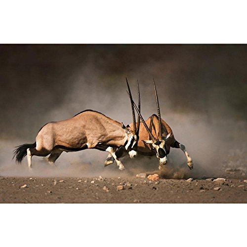 Pitaara Box Intense Fight Between Two Male Gemsbok In Etosha | Unframed Canvas Painting for Bedroom & Living Room | 31 x 20.1 inch (79 x 51 cms)