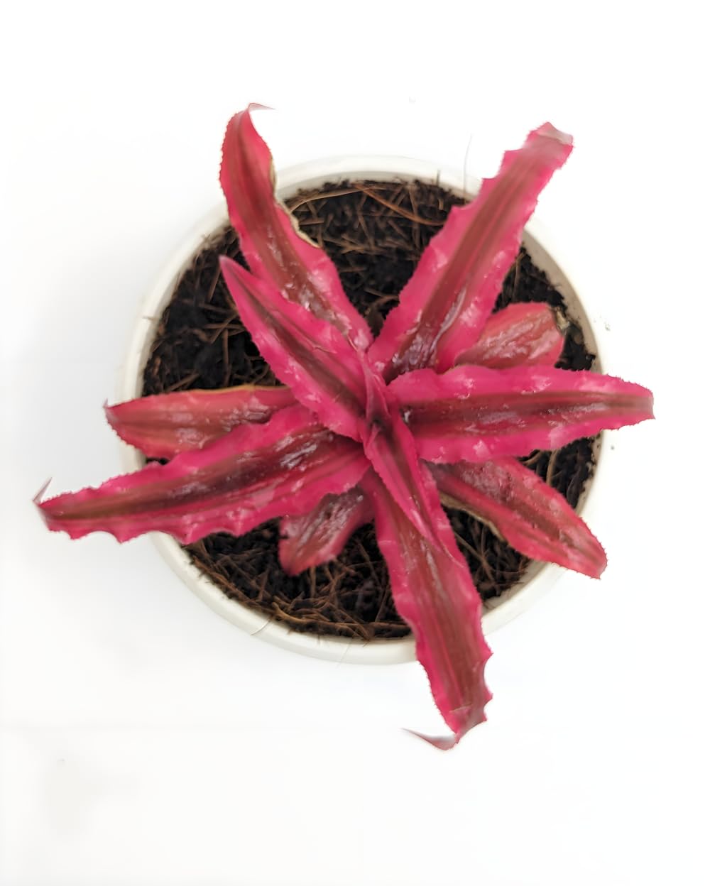 Divine Blossoms Indoor Plant Cryptanthus Pink Star (B0CTXCY8VH) Amazon Price History, Amazon Price Tracker