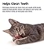 Catstages Plaque Away Pretzel Cat Toy – Interactive Catnip Dental Chew Toy to Help Clean Teeth, Fun for Play and Chewing, Orange