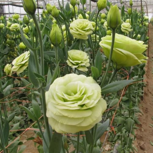 Lisianthus-Blumensamen gentechnikfreie Eustoma Grandiflorum-Samen mehrjährige Gartenblüten dornenlose Rose für die Bepflanzung im Innen- und Außenbereich C 100pcs