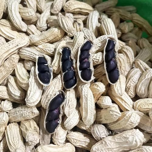 semi di arachidi,giardino decorativo,in rapida crescita da giardino,resistenti all'esterno semi biologici,facili da piantare Aiuole rialzate per il giardino,50pcs