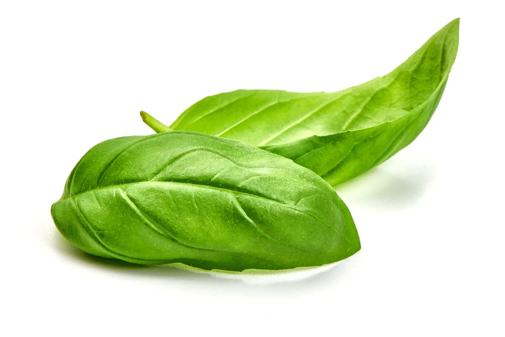 Basil Plants, 'Sweet Genovese', 3 x Full Plants in 9cm Pots, Herb Plants, Basil, Kitchen Herbs, Outdoor Garden Ready, Premium Quality Herbs