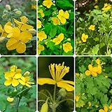 300 piezas Chelidonium majus, planta celidonia, huerto decoración verde Compra semillas de celidonia, Semillas de flores silvestres perennes resistentes, semillas de prado de flores