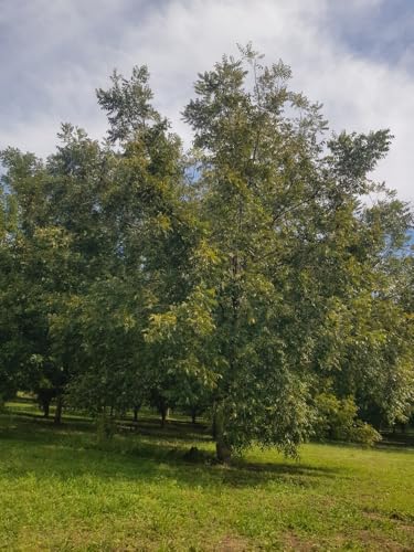 Northern Pecan Trees for Planting | Live Tree Seedlings | No Ship to C