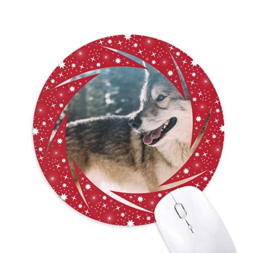 ΊA̐̎ʐ^ ~`S̐Ԃ̃zC[pbh