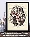 Brain with Blood Vessels and Nerves Anatomy Art Print – Medical Illustration, Brain Poster, Neuroanatomy Vintage Artwork, Educational Brain Diagram for Office, Clinic & Classroom Décor