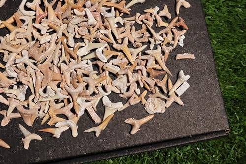 Image of Great Collection of Shark Teeth Fossil Shark Teeth Fossils for Kids Fossils from Morocco A257