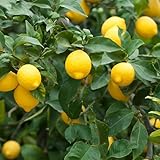 Meyer Lemon Tree Live Plant Starter Plug Citrus Plant No Ship to ID, OR, WA, CA, AZ, TX, AL, GA, FL,