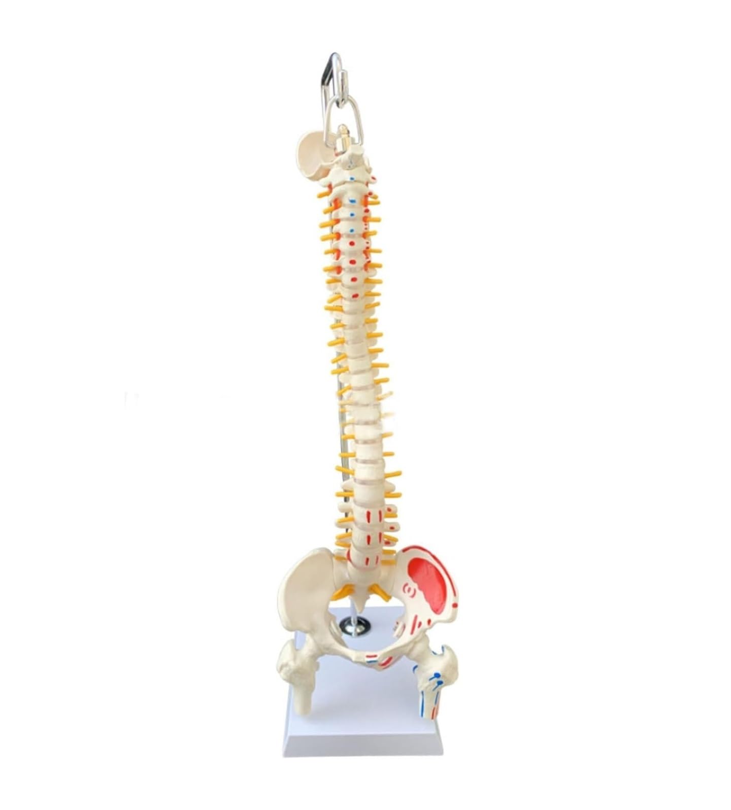Human Organ Model Modello Di Anatomia Della Colonna Vertebrale Umana Con Risorse Didattiche Mediche Pelviche Per Lo Strumento Didattico Per Studio Del'anatomia Dello Scheletro Organi Educativi