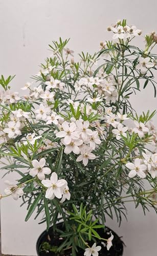 winterharte Orangenblume Choisya Aztec Pearl 30-40 cm hoch im 3 Liter Pflanzcontainer