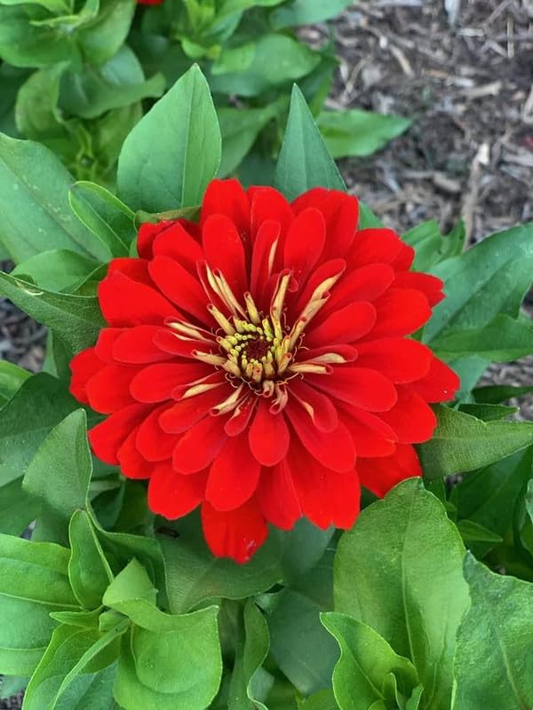 Red Short Stuff Zinnia Gardening Kit-image-29