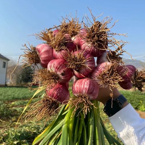 Semillas de ajo para resistentes, jardín, exótico ajo invierno cobertura del suelo, 200pcs