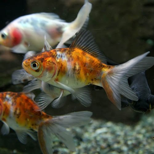 ミキプルーン 22匹金魚たちさん専用 金魚】国産 五色琉金 M 1匹【生体】 : アクアペットサービス