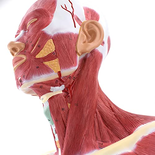 Modelo anatómico de cabeza y cuello con sistema vascular y nervioso adjunto al cerebro, muestra arteria cerebral, músculos del cuello miniatura 4
