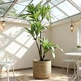 PotSonntag 16 inch XLarge Seagrass Woven Planter Basket - Wicker Planter Basket with Plastic Film Insert for Indoor Plants, Large Monstera Pot, Woven Storage Basket, Boho Home Decor (XLarge)