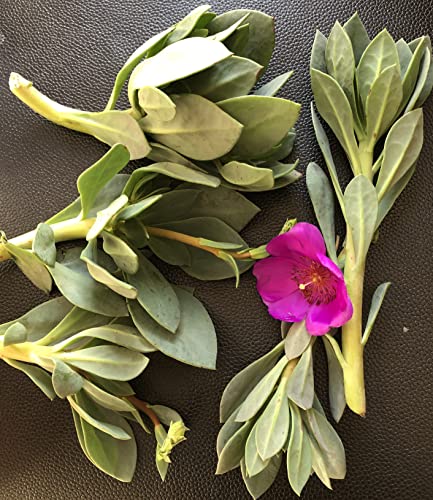 Calandrinia Spectabilis Rock Purslane 3 Cuttings 4-6" Each Succulent Ground