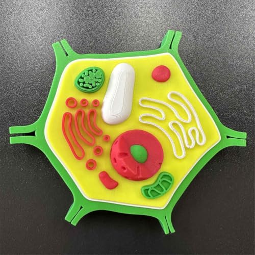 Modelo de célula vegetal educativo en 3D: perfecto para tus proyectos de ciencia 4